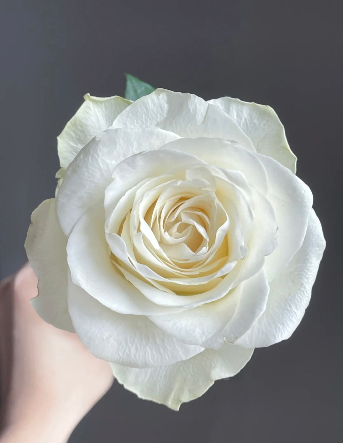 01-白玫瑰（20枝）