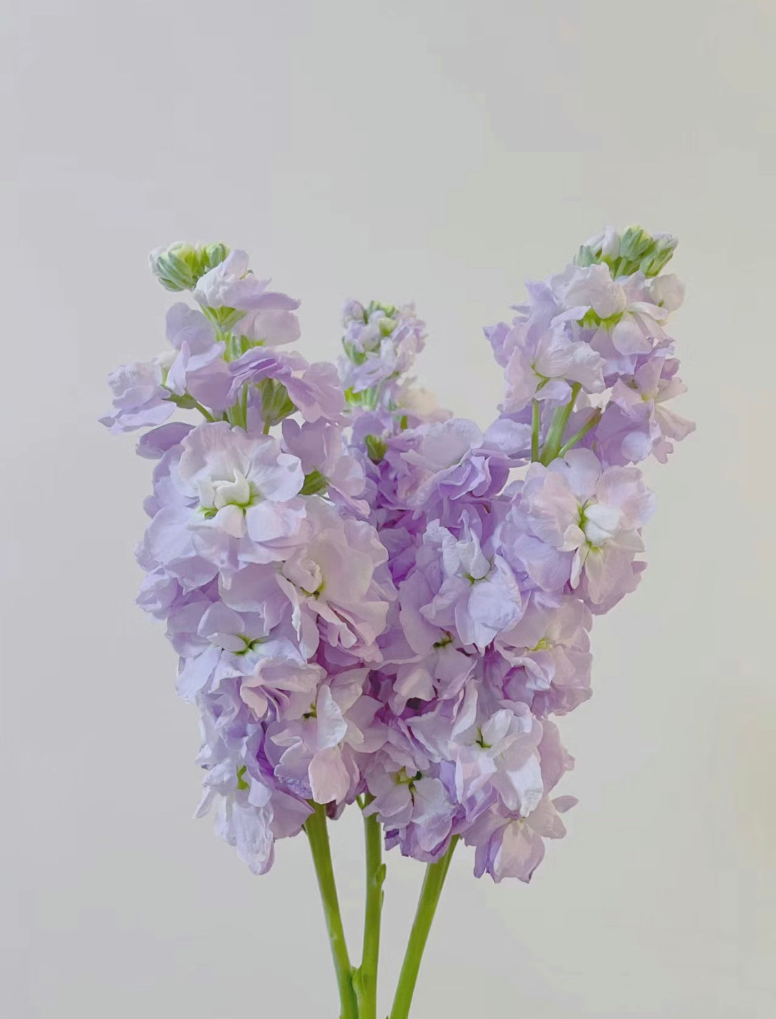 紫羅蘭是一種優雅而迷人的花卉，常被用於製作花束和花環。它們有著深紫色和粉色的花朵，象徵著謙虛和純潔。紫羅蘭的芳香清新怡人，可以緩解緊張和壓力，讓人心情平靜。紫羅蘭是一種非常適合用於送禮的花卉，尤其適合送給長者和學生。送給摯愛一束紫羅蘭，讓他們感受你的愛和祝福。立即下單，讓紫羅蘭的美麗和芬芳，為你帶來平靜和愉悅。
