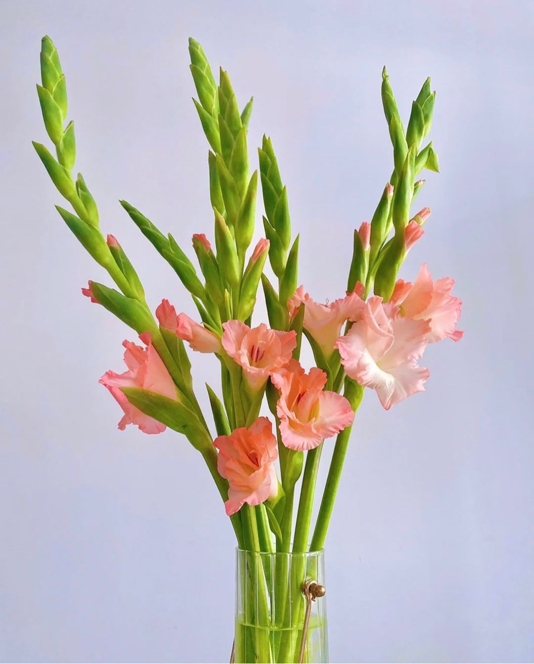 劍蘭是一種高貴而優雅的花卉，有著垂直生長的長莖和形狀獨特的花朵。劍蘭的花朵有許多種顏色，包括粉色、紫色和黃色。粉色劍蘭象徵著優雅和溫柔，紫色則象徵著神秘和高貴，黃色則象徵著快樂和幸福。劍蘭的芳香讓它成為了一種熱門的花卉，用於製作花束和花環。它們是送給摯愛的理想花卉，也可以用於婚禮和其他正式場合。立即下單，讓劍蘭的美麗和優雅，為你帶來尊貴和典雅。