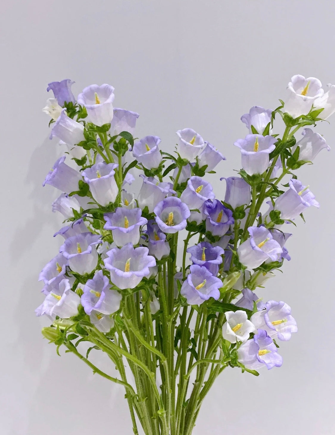 風鈴花是一種優美而迷人的花卉，常被用於製作花束和花環。它們有著粉色、紫色和白色等多種顏色，每種顏色都有其獨特的意義。粉色風鈴花象徵著優雅和溫柔，紫色則象徵著神秘和神聖。白色風鈴花則象徵著純潔和清爽。風鈴花還有著芳香的香味，讓人心情愉悅。它們是用於婚禮和其他重要場合的理想花卉。送給摯愛一束風鈴花，讓他們感受你的愛和關懷。立即下單，讓風鈴花的美麗和芬芳，為你帶來幸福和甜蜜。